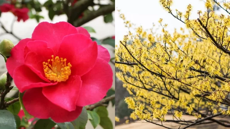 Deze 5 planten bloeien in je achtertuin zelfs in de koudste maanden