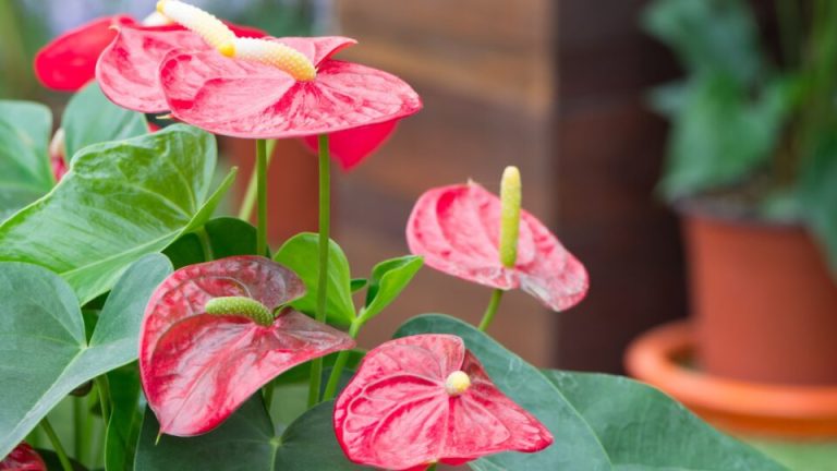 Deze 6 tips zorgen ervoor dat je anthurium opnieuw gaat bloeien en de bloemen langer behoudt