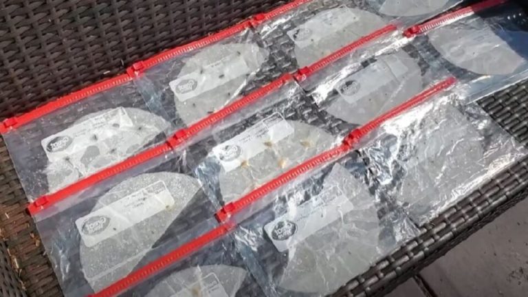 Deze geweldige hack met koffiefilters maakt het kiemen van zaden tot een ongelooflijk eenvoudige taak