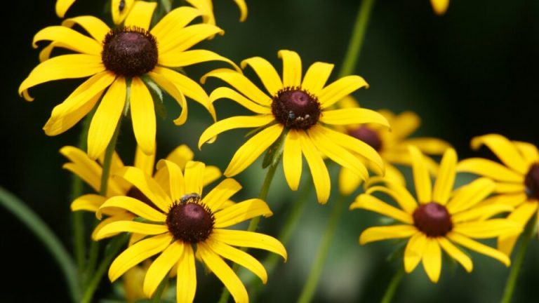 Dit is de beste manier om zaden te oogsten van je ruige rudbeckia zodat je jaar na jaar kunt genieten van prachtige bloei