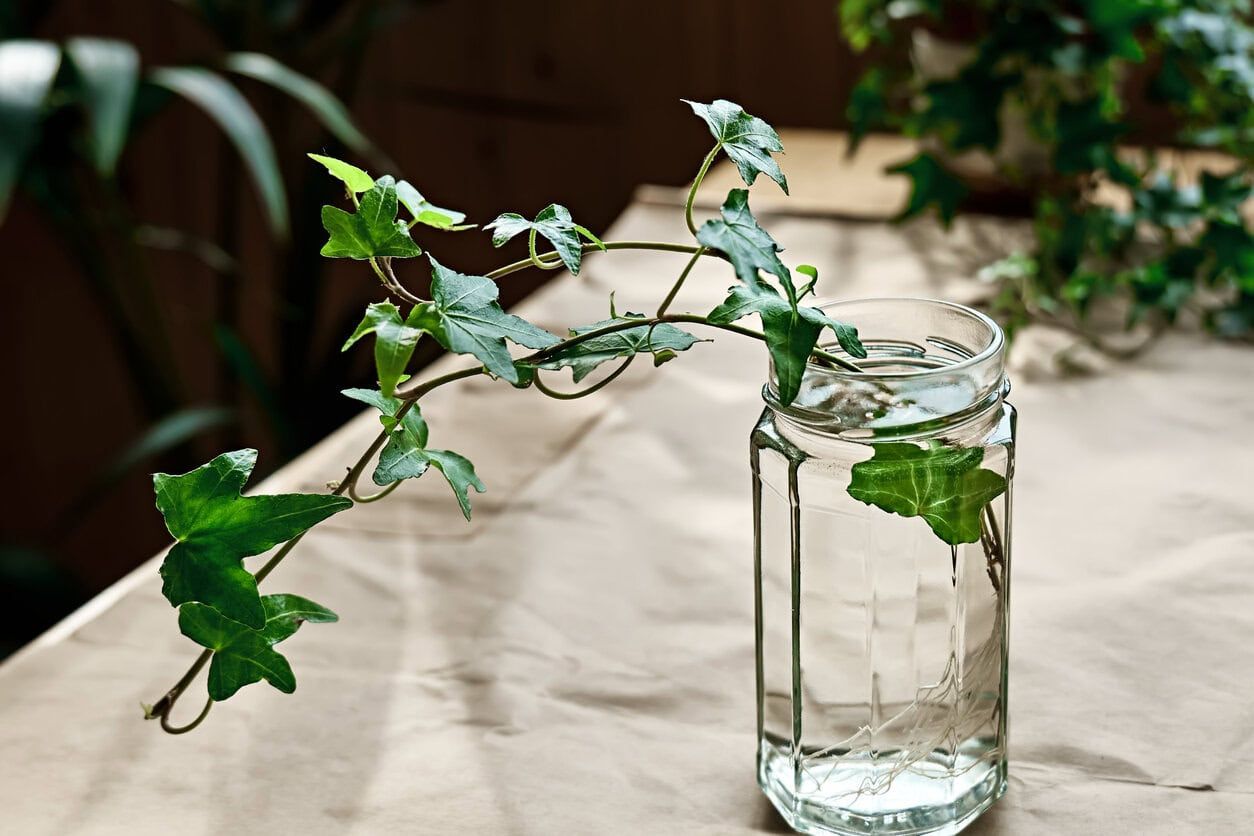 English Ivy propagation