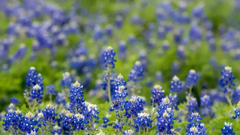 Gebruik deze deskundige tips om de texas bluebonnet te kweken van zaad tot bloei