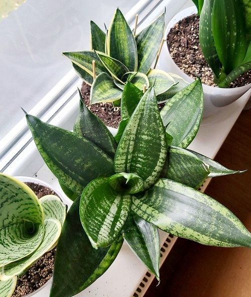 Grow a Snake Plant in a Rosette Shape3