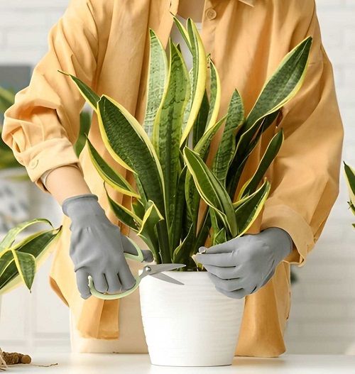 trim Snake Plant 
