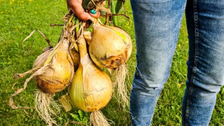Hoe je de grootste uien in je tuin kweekt