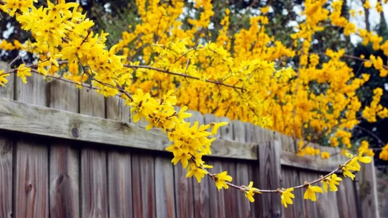 Hoe je forsythia kweekt voor een overvloed aan gouden bloesems