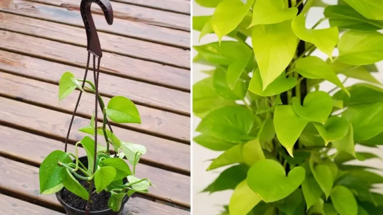 Hoe je slungelige kamerplanten herstelt en voller laat groeien