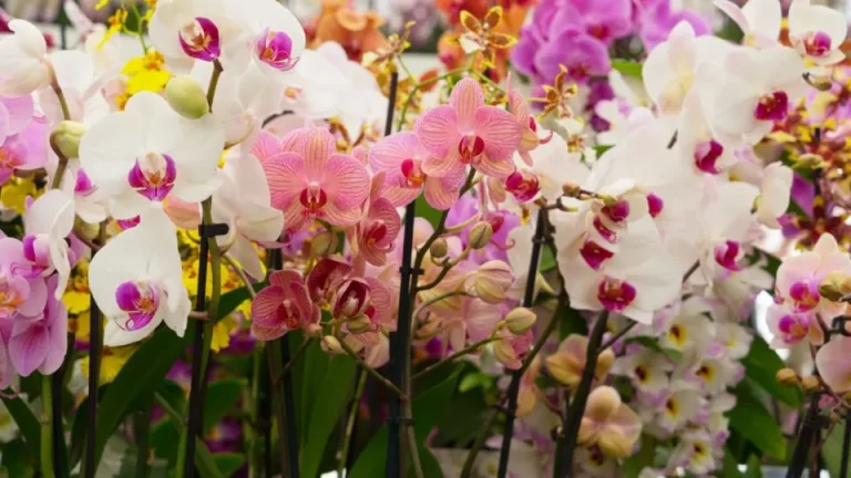 Hoe lang leven orchideeën? Ontdek de levensduur van deze exotische bloemen