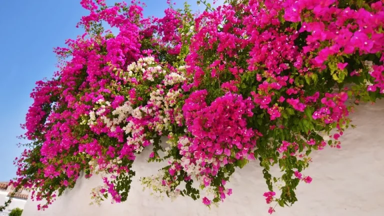Hoe zorg je voor de adembenemende bougainvillea