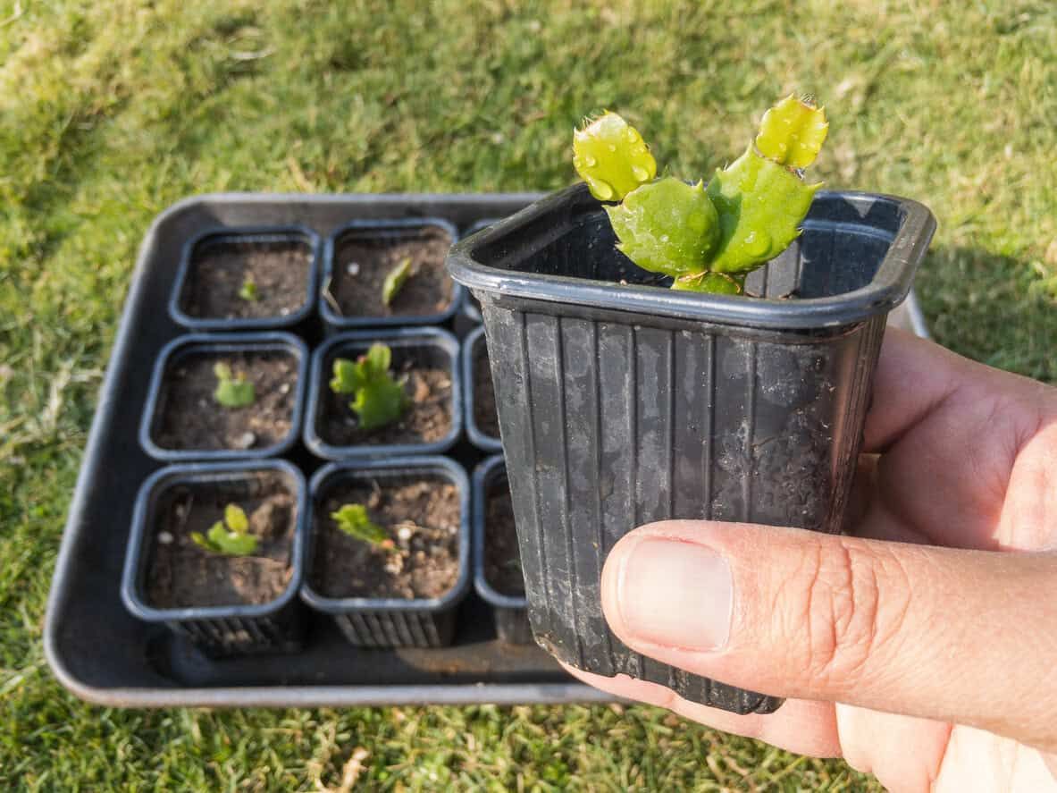 How to Propagate a Christmas Cactus: A Step-by-Step Guide