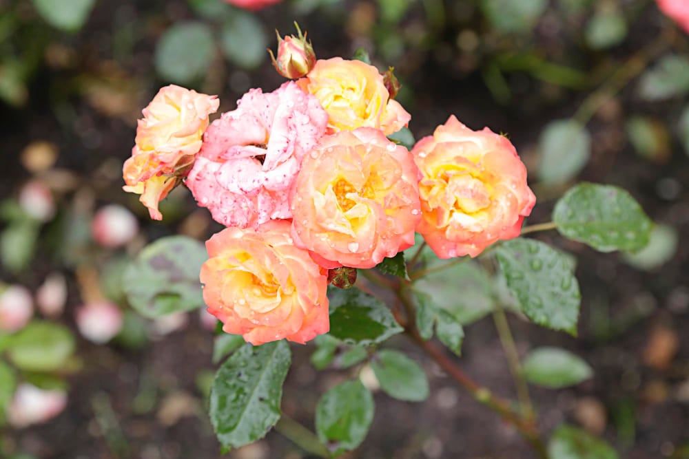 How to Prune Roses So They Bloom Like Never Before!