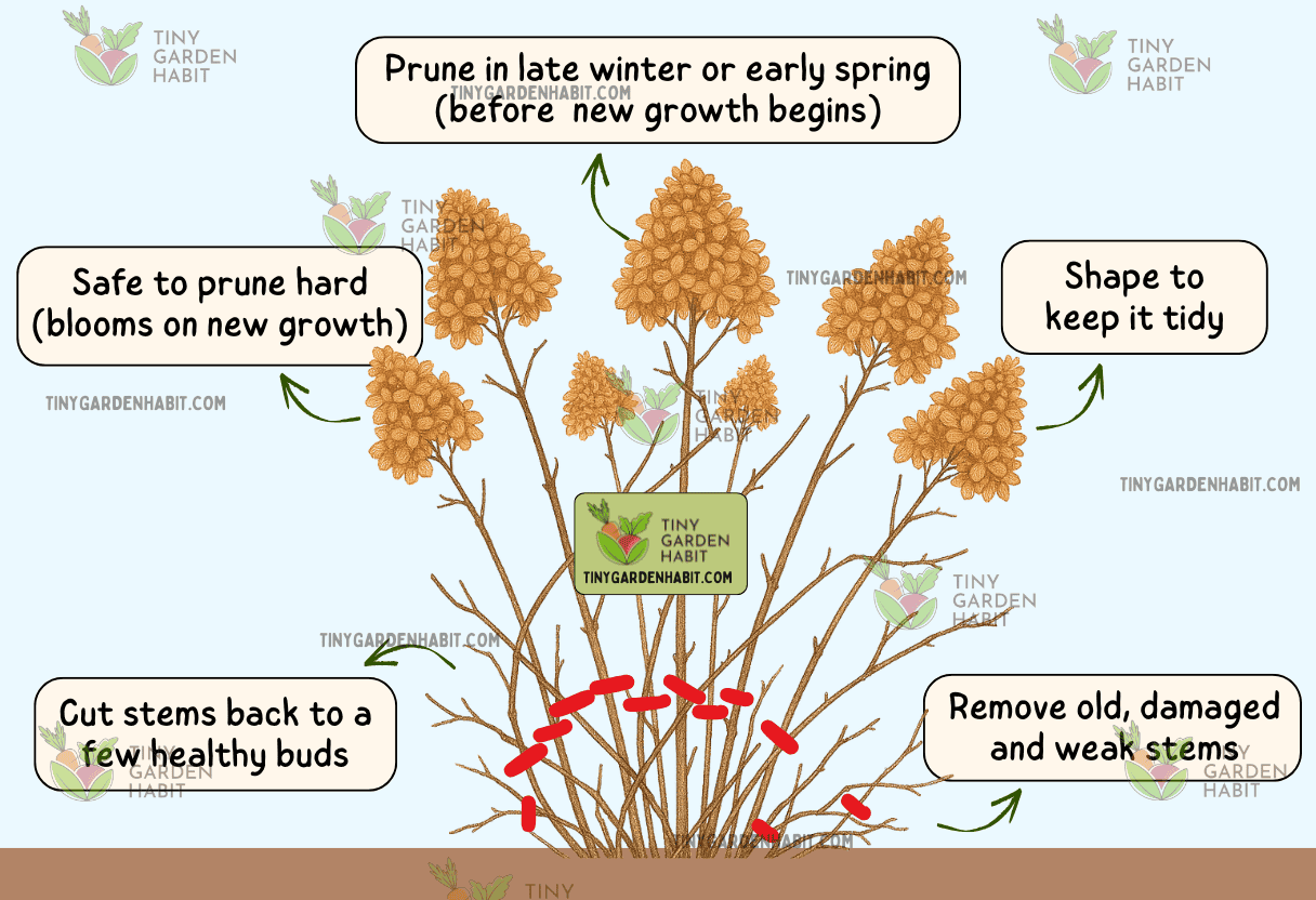 Hydrangeas That Bloom On New Wood