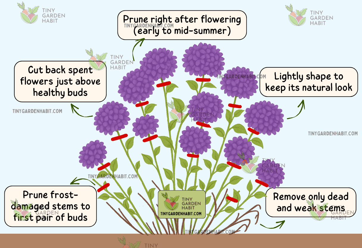 Hydrangeas That Bloom On Old Wood