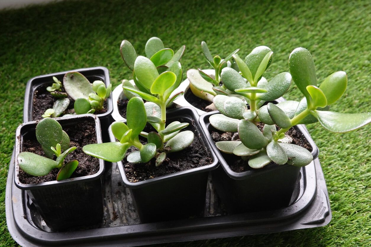 Jade tree propagation