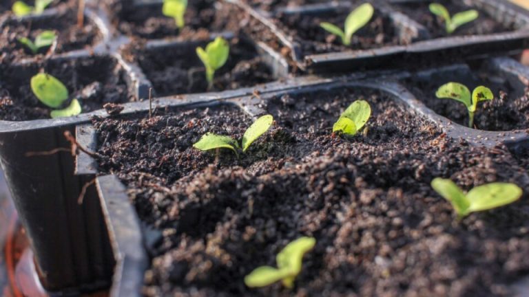 Je zou dit nooit mogen vergeten wanneer je zaden zaait