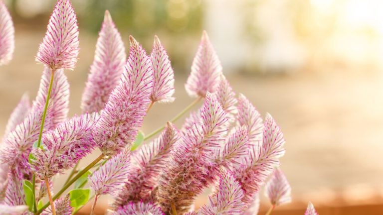 Kweek ptilotus op deze manier en krijg een prachtige bloemenpracht