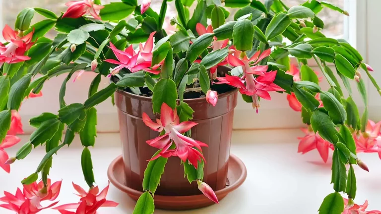 Koffiedik Als Meststof Kan De Sleutel Zijn Tot Grotere, Kleurrijkere Kerstcactus-Bloemen Volgend Jaar