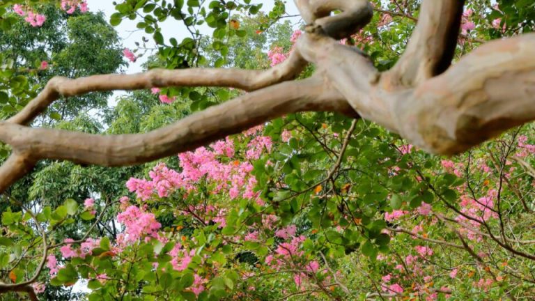 Maak je lagerstroemia winterklaar met deze essentiële tips en houd hem vele jaren in topconditie