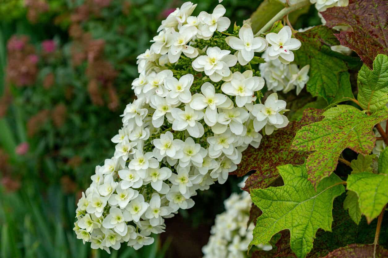 Oakleaf Hydrangea