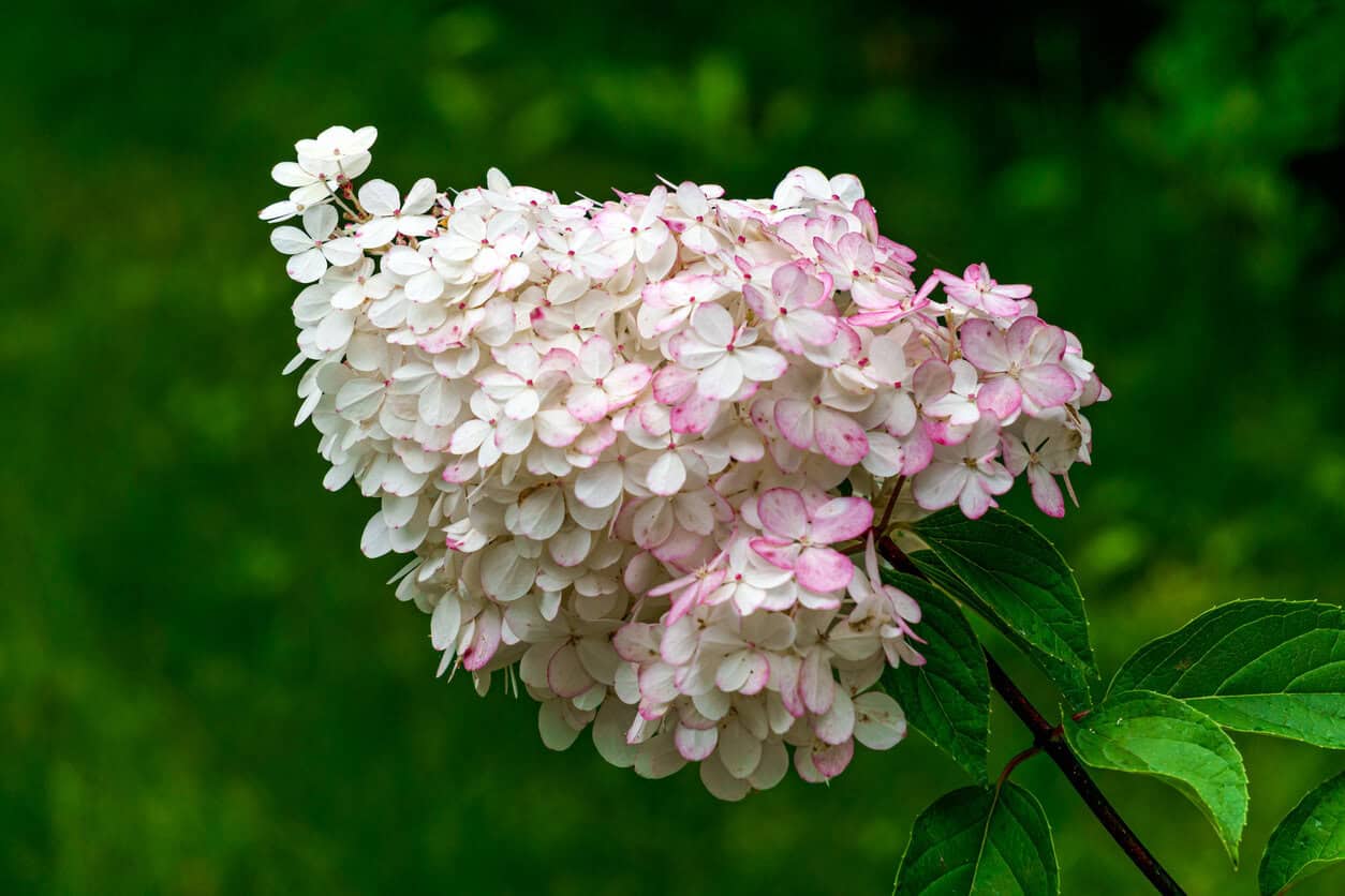 Panicle Hydrangea