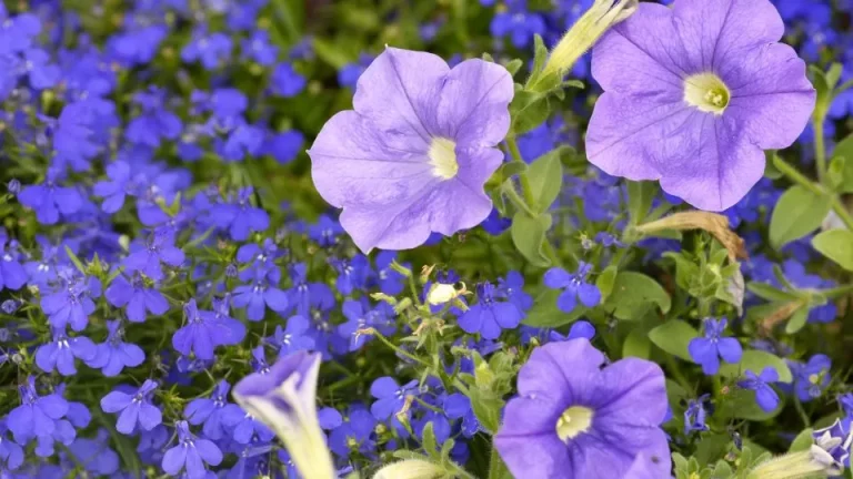 Petunia’s en deze andere plant vormen samen een dromerige combinatie in de tuin