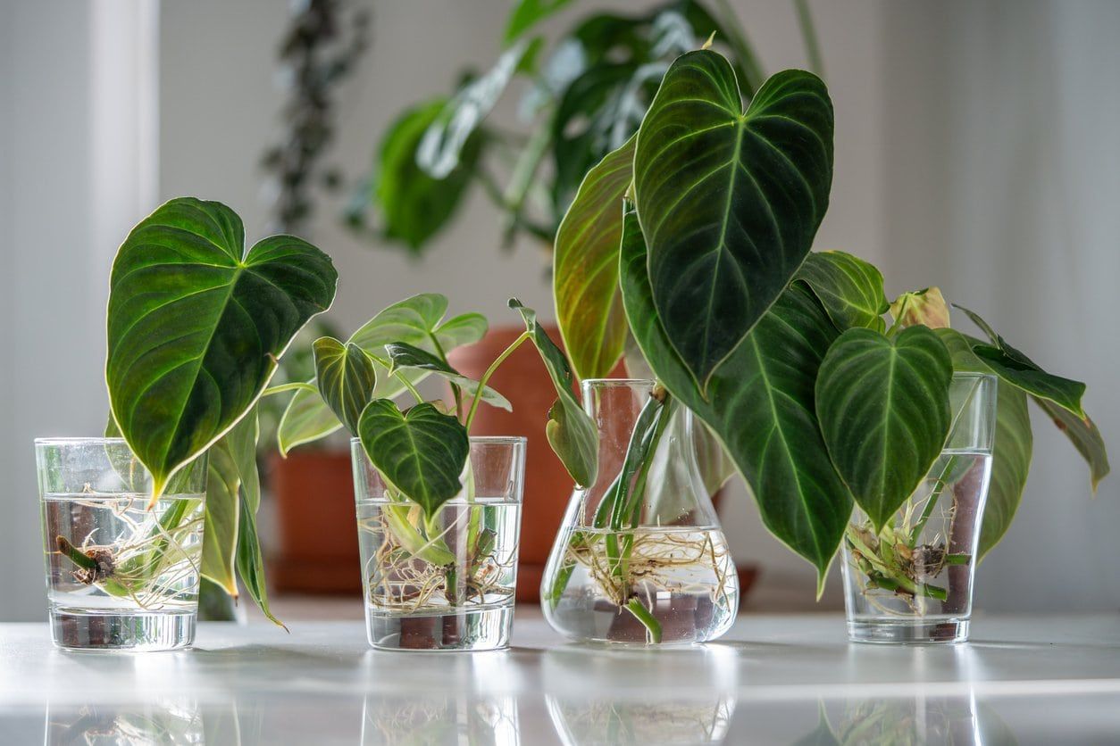 Philodendron from propagation
