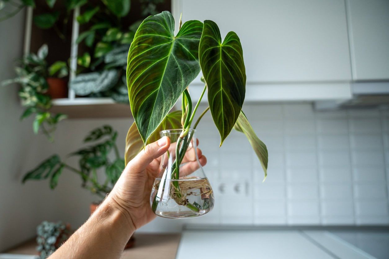 Philodendron melanochrysum propagation water