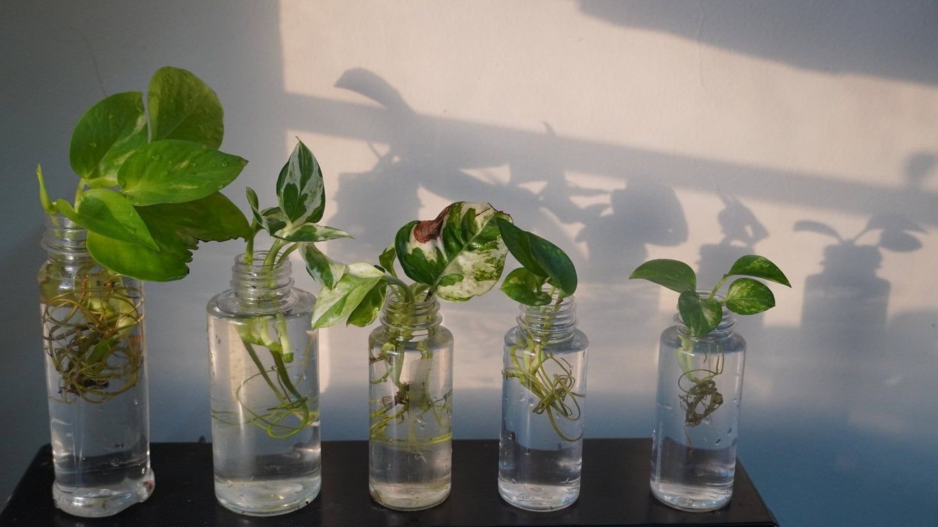 Pothos propagation in water