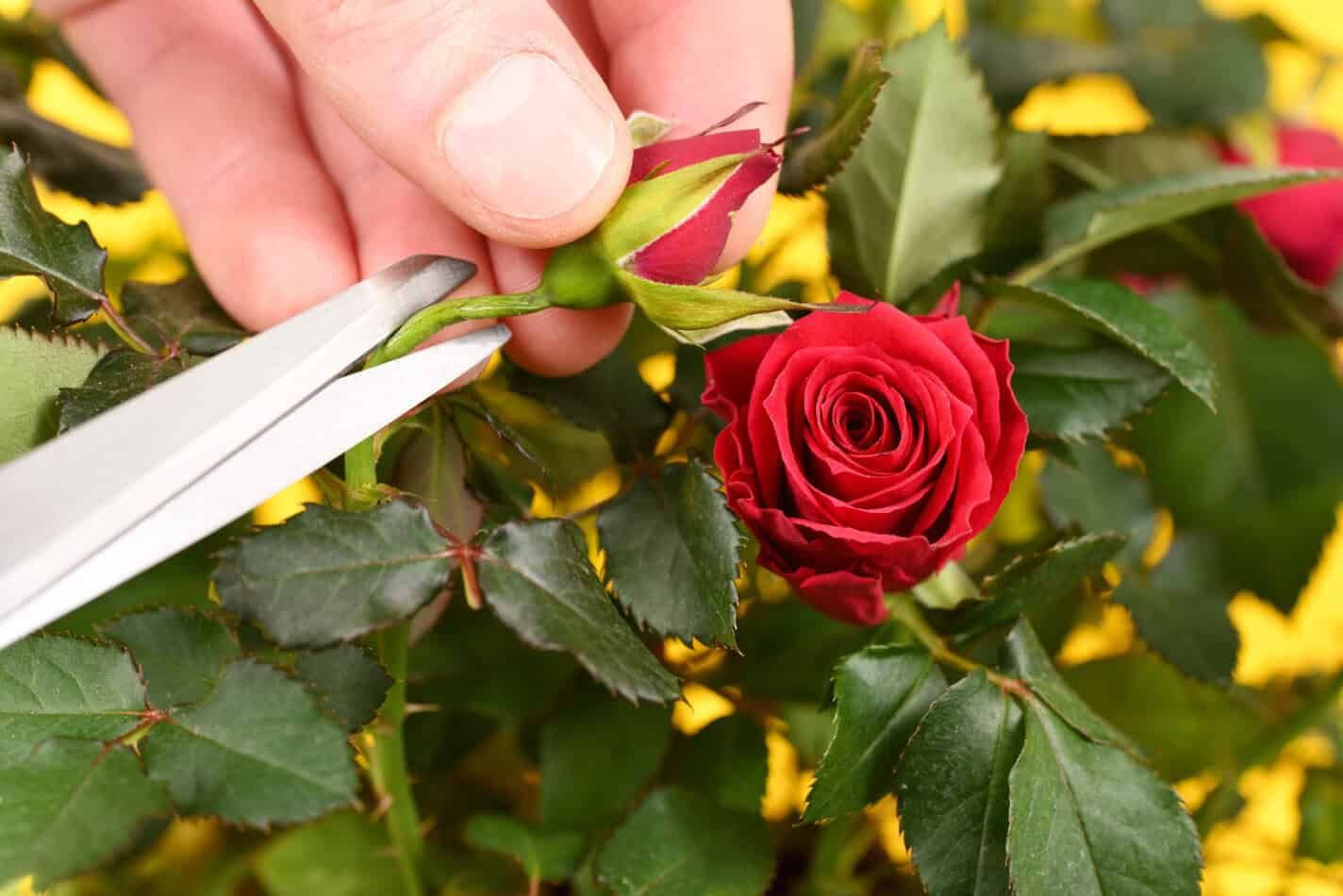Prune Your Roses