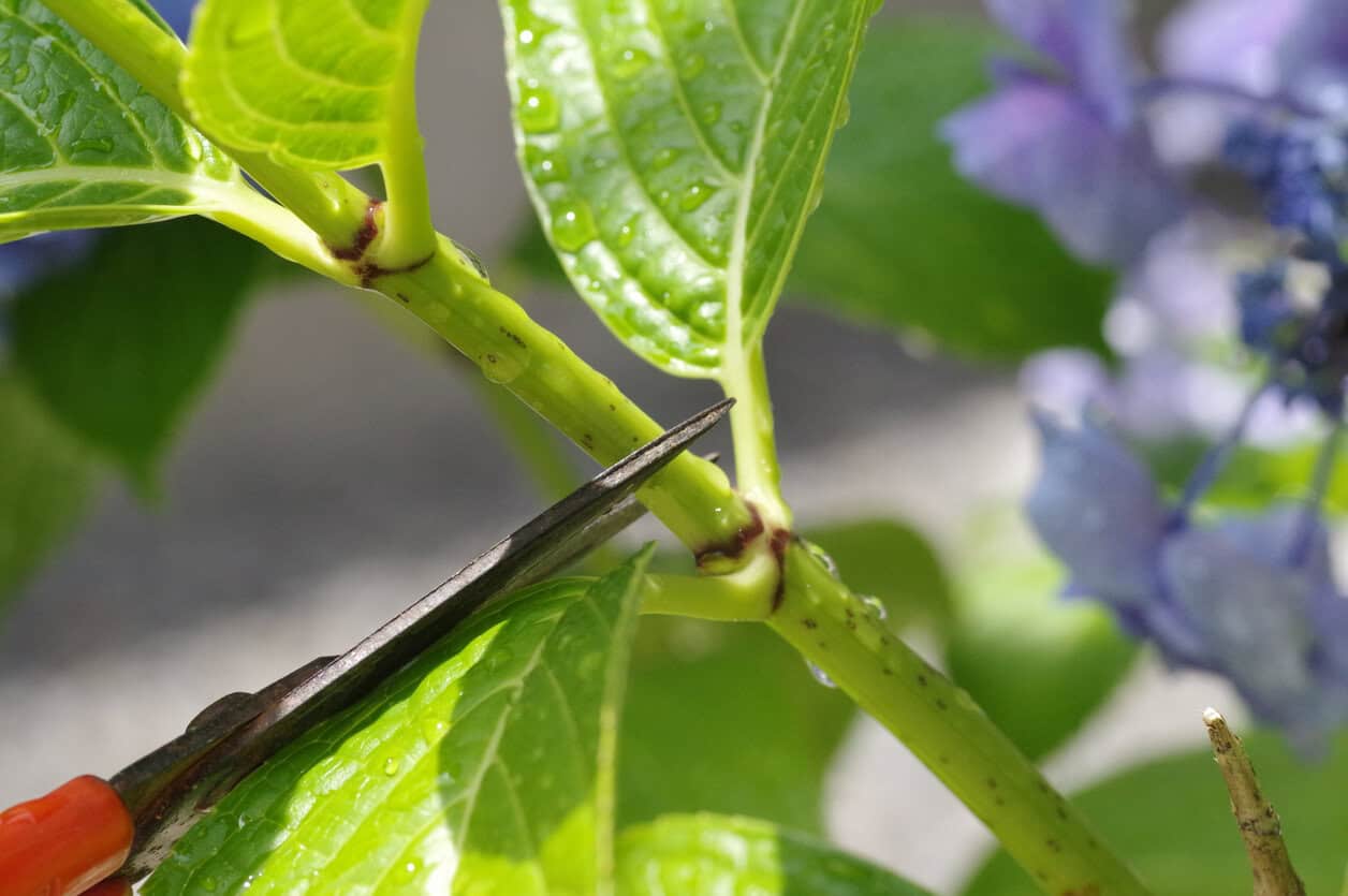 Pruning healthy hydrangea