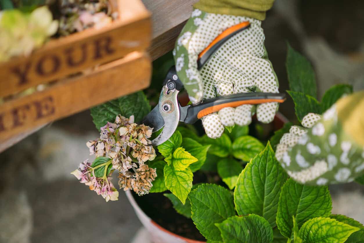 Pruning young hydrangea