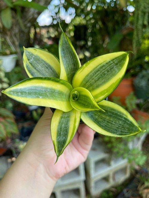  Sansevieria ‘Golden Hahnii