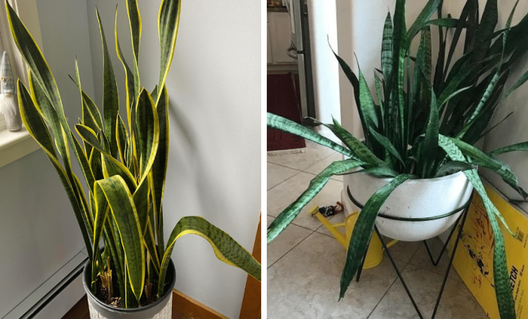 Slappe sansevieria? Dit is wat je moet doen!