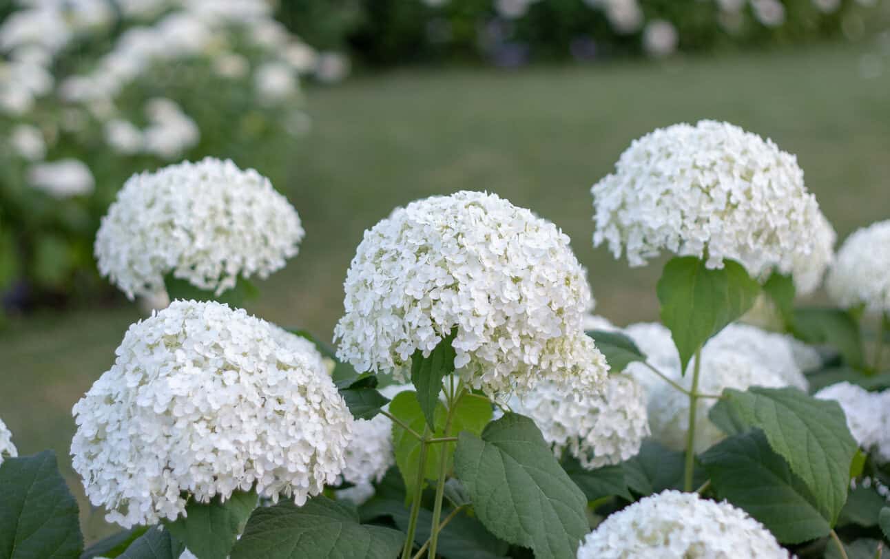 Smooth Hydrangea
