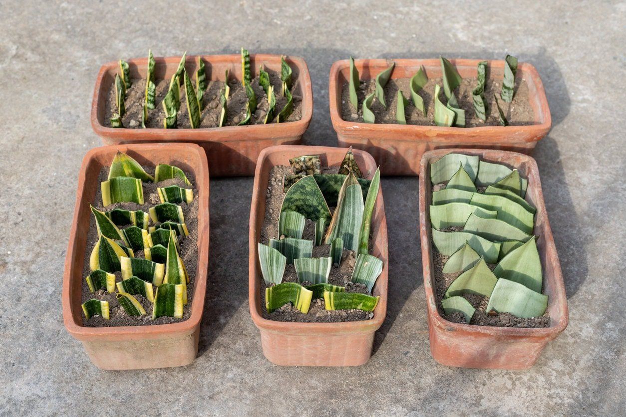 Snake plant propagation