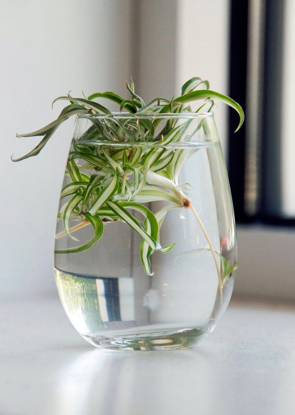 Spider Plant Baby propagation