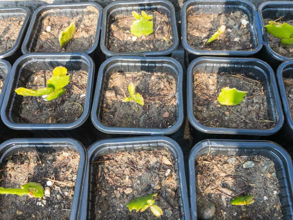 Thanksgiving cactus propagation