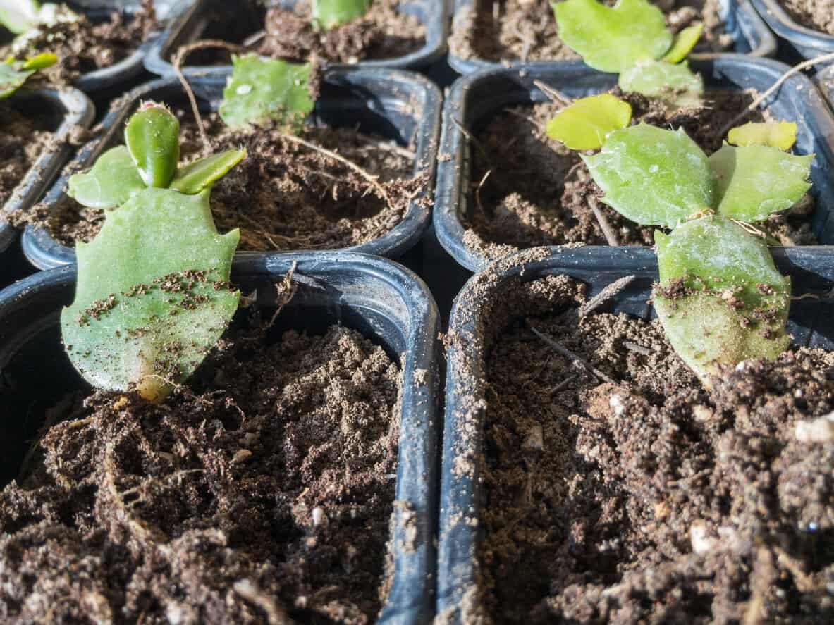 Thanksgiving cactus propagation seedlings