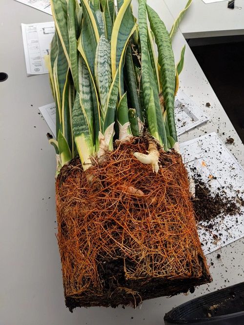 Tips for Fuller snake Plant 10