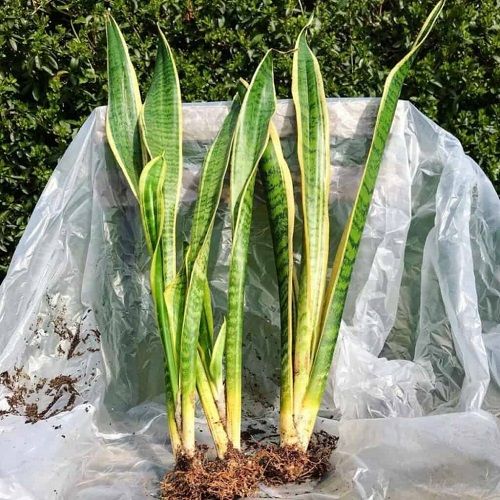 Tips for Fuller snake Plant 11