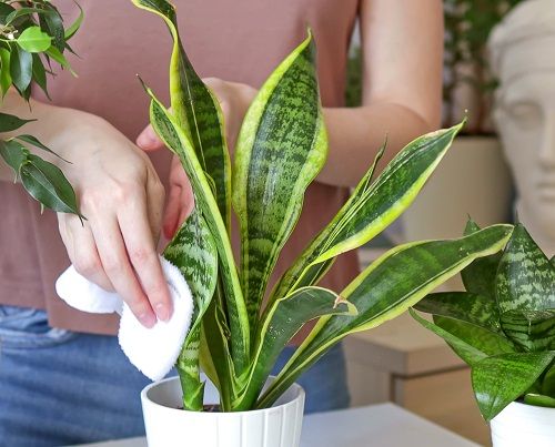 Tips for Fuller snake Plant 12