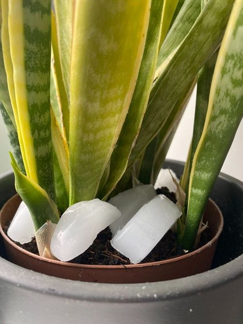 Tips for Fuller snake Plant 2