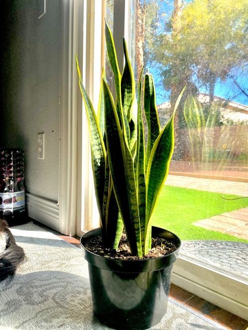 Tips for Fuller snake Plant 3