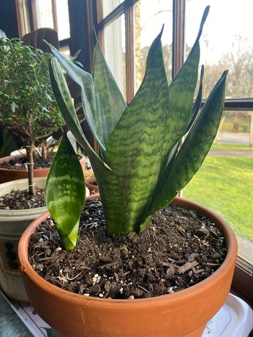 Tips for Fuller snake Plant 5