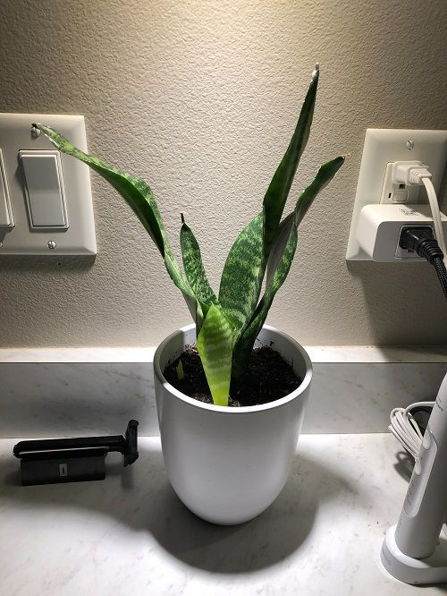 Tips for Fuller snake Plant 6