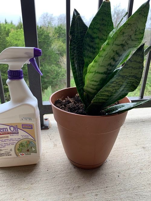 Tips for Fuller snake Plant 7
