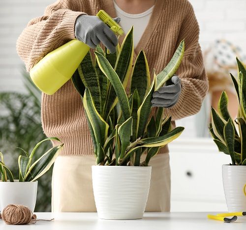 Tips for Fuller snake Plant 9