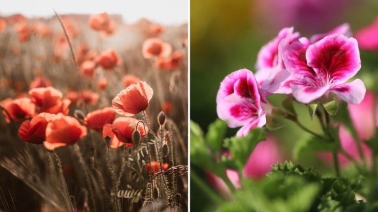 Vermijd deze 8 ongeluksplanten absoluut in huis te halen