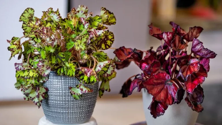 Vijf stappen om begonia’s te vermeerderen uit bladstekken