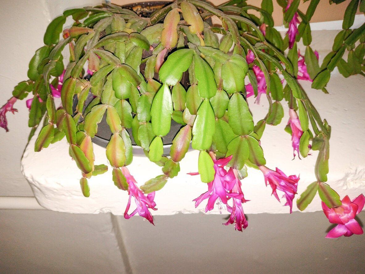 Wilting Schlumbergera